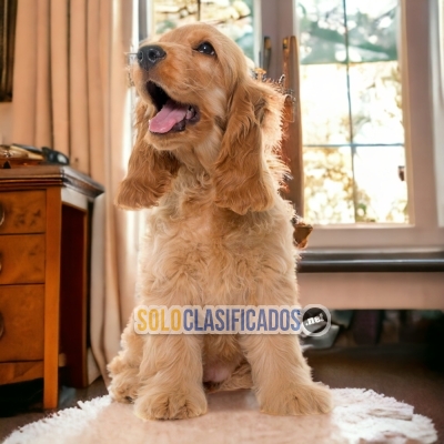 COCKER SPANIEL INGLÉS      IT WILL BE YOUR COMPANION AND BEST COM... 