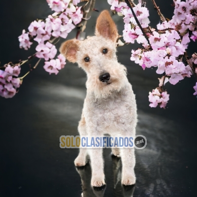 CUTE LONG HAIRED FOX TERRIER AVAILABLE FOR YOUR HOME AT THE BEST ... 