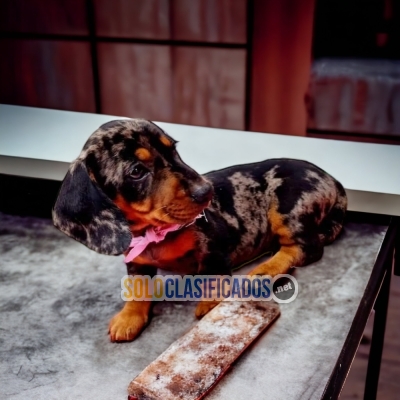 Beautiful puppies available DACHSHUND ARLEQUIN... 