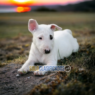 Beautiful puppies available BULL TERRIER  with the best market co... 