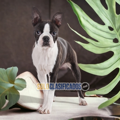 BOSTON TERRIER DISPONIBLE EN NORTH CAROLINA... 