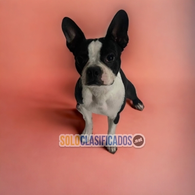 BEAUTIFUL PUPPIES BOSTON TERRIER... 