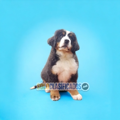 CUTE BERNESE  MOUNTAIN DOG... 