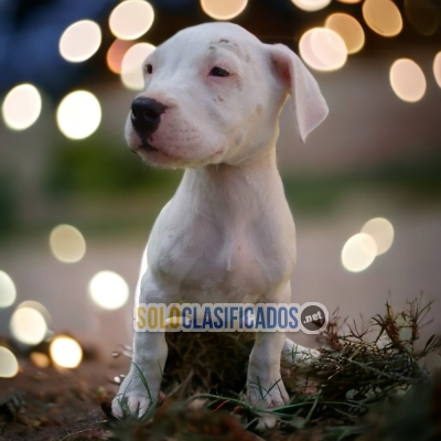 DOGO ARGENTINO DISPONIBLE/AVAILABLE... 