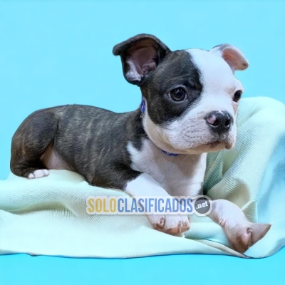 BOSTON TERRIER DISPONIBLE NORTH CAROLINA... 