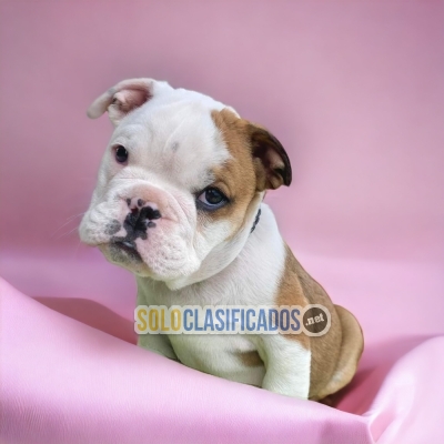 ¡Agradables! perritos de raza Bulldog Ingles... 