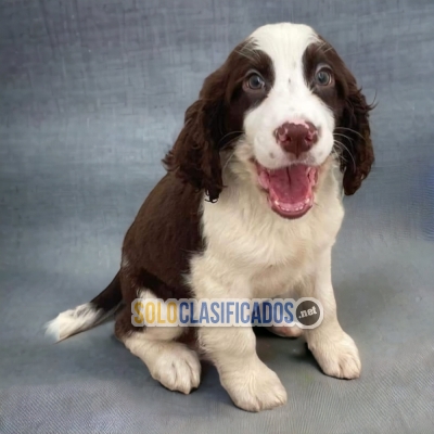 DISPONIBLES/AVAILABLE MASCOTAS/PETS SPRINGER SPANIEL... 