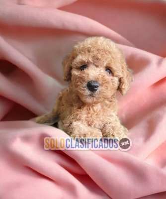 1TIERNO CACHORRO FRENCH POODLE APRICOT DISPONIBLE... 