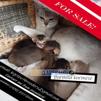Burmilla burmese kittens for sale... 