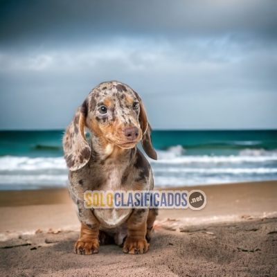 Dashshund Arlequin Beautiful Puppies... 