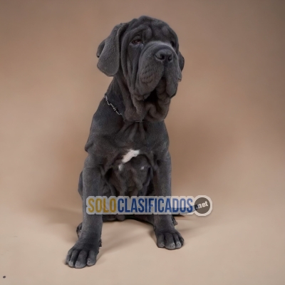 CANE CORSO A GOOD FRIEND FOR YOU AND YOUR FAMILY CHEER UP... 