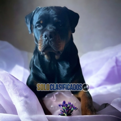 Wonderful Rottweiler Available... 