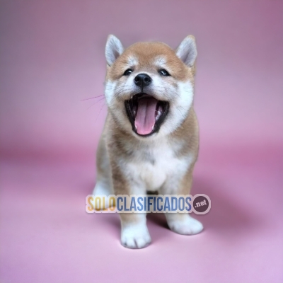 AKITA INU JAPONE... 