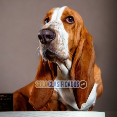 ADORABLE BASSET HOUND  DISPONIBLE AL MEJOR PRECIO PARA TI... 