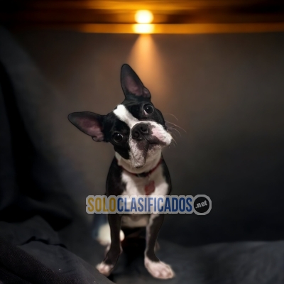 LINDOS BOSTON TERRIER... 