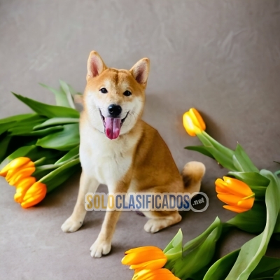 AKITA INU (JAPONÉS)       YOUR BEST COMPANY FROM TODAY... 