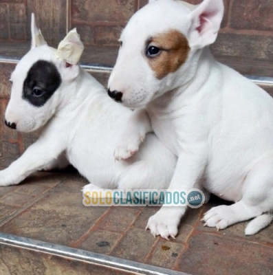 Magnifos Bullterrier disponibles para entrega inmediata ... 