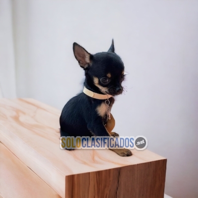 Beautiful puppies CHICHUAHUA MANGO HEAD DR... 