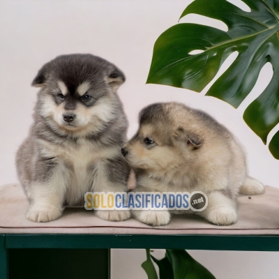 Preciosos y encantadores bellos cachorros ALASKAN MALAMUTE DR... 