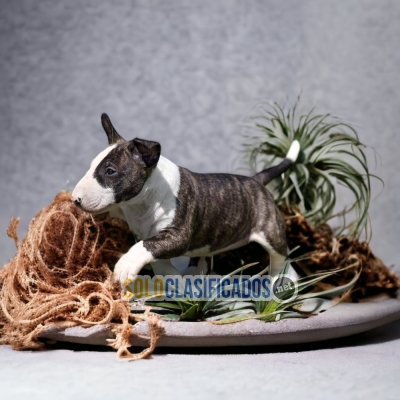 BULL TERRIER A GOOD FRIEND FOR YOU AND YOUR FAMILY CHEER UP... 