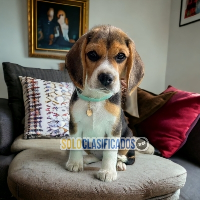 Cute Beagle Bolsillo Great Puppies... 