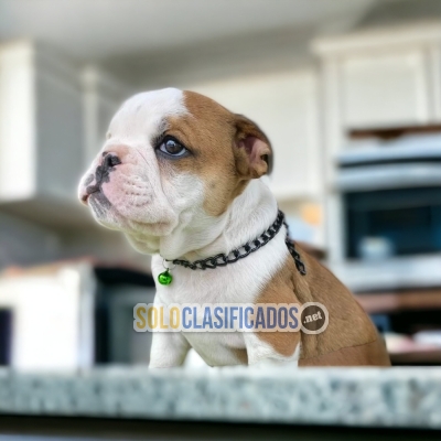 Beautiful puppies available BULLDOG with the best market conditio... 
