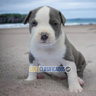 Cachorros adorables raza american stanford... 