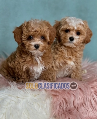 Preciosos cachorros maltipoo en venta dispoo...