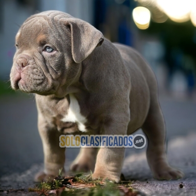 2AMERICAN BULLY M... 