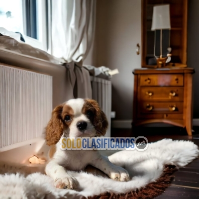 Preciosos y bellos cachorros CAVALIER KING CHARLES SPANIEL... 