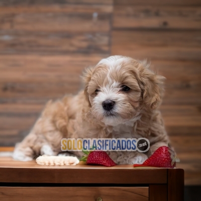 BICHON HABANERO... 