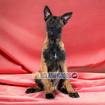 PASTOR BELGA MALINOIS DISPONIBLE EN NORTH CAROLINA... 