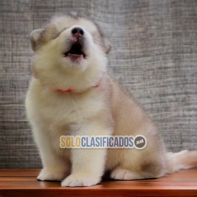 ALASKAN MALAMUTE             IT WILL BE YOUR BEST COMPANY FROM NO... 