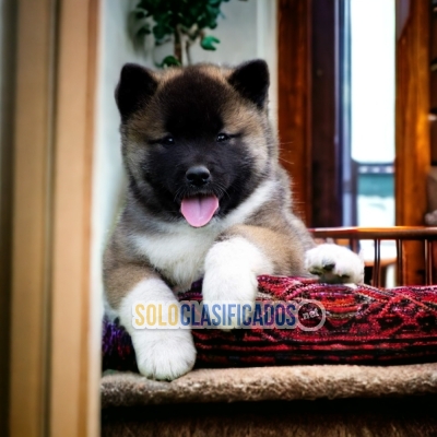 Furry AKITA AMERICANO... 