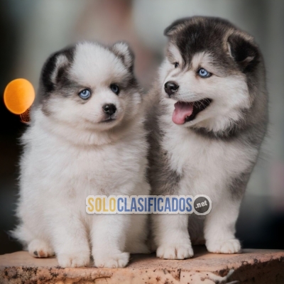 GORGEOUS PUPPIES POMSKY... 