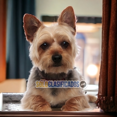 YORKSHIRE TERRIER    IT WILL BE YOUR COMPANION AND BEST COMPANY F... 