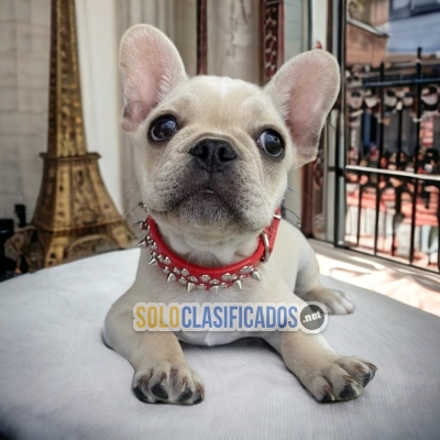 French Bulldog Normal Color elegant Puppies... 