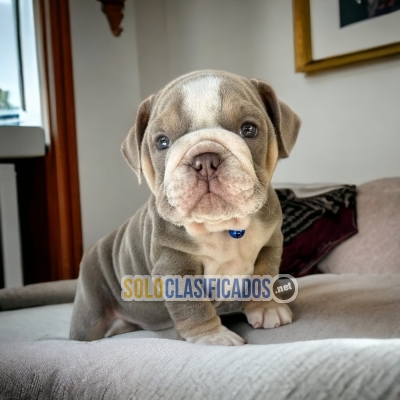 Cachorros encantadores raza Bulldog Inglés Exótico... 