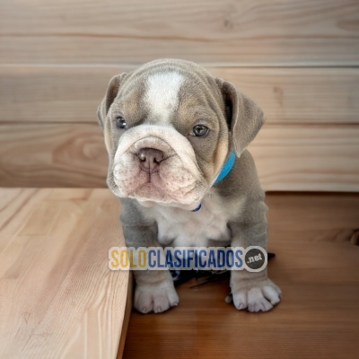 French Exotic Bulldog Gorgeous Puppies... 