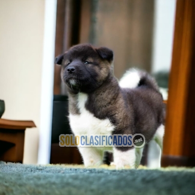 Preciosos y bellos cachorros AKITA INU AMERICANO... 