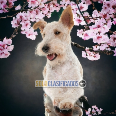 FOX TERRIER DISPONIBLE EN NORTH CAROLINA... 