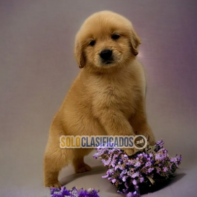 ADORABLE GOLDEN RETRIEVER PUPPY FOR SALE... 