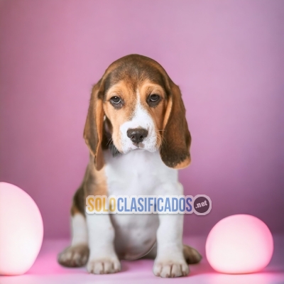 Beautiful and Lovely American Beagle Pocket Puppies... 