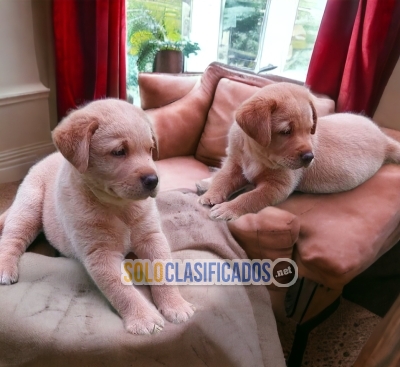 Beautiful puppies available Labrador retriever... 