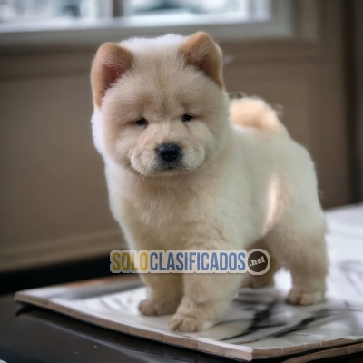 Amazing and cute Chow Chow puppies... 