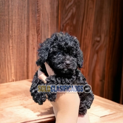 SALE OF  FRENCH POODLE NEGRO... 