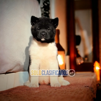 Beautiful puppies available AMERICAN AKITA with the best market c... 