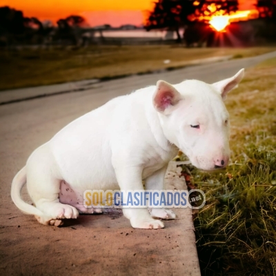 SALE OF  BULL TERRIER... 