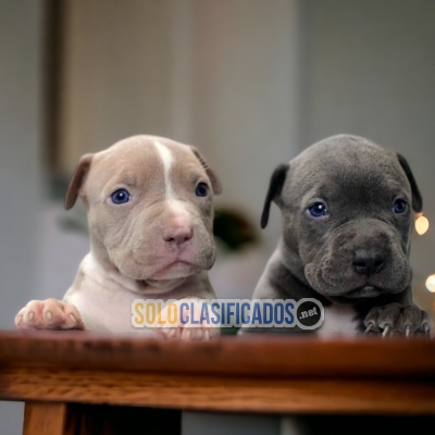 Beautiful puppies available now: PITBULL... 