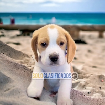 BEAUTIFUL BEAGLE POCKET AMERICAN... 